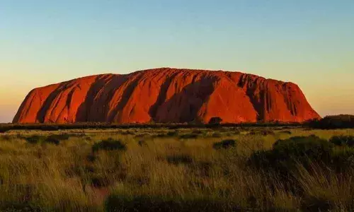 Scientists Found New Plant Species Discovered In Australia