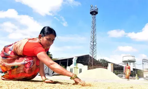 Kethavat Parvathi, Somayakunta Thanda Sarpanch, Raghunathpalli mandal in Jangaon district, toiling out to dry up rian-soaked paddy