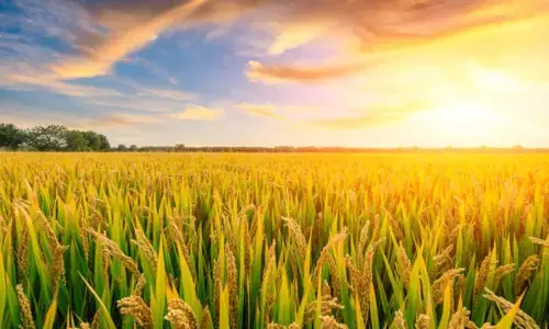 Telangana lacks policy on bringing value addition to farm produce