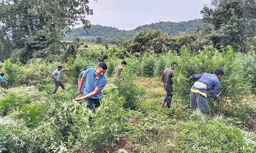 Special Enforcement Bureau and Police Teams on Thursday destroyed a total of 80.8 acres of Cannabis Plantations