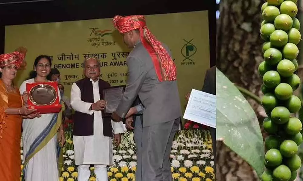 Left, N Poonacha receiving the award at the ceremony in New Delhi. Right, Snapshot of the indigenous Adi Pepper spikes.