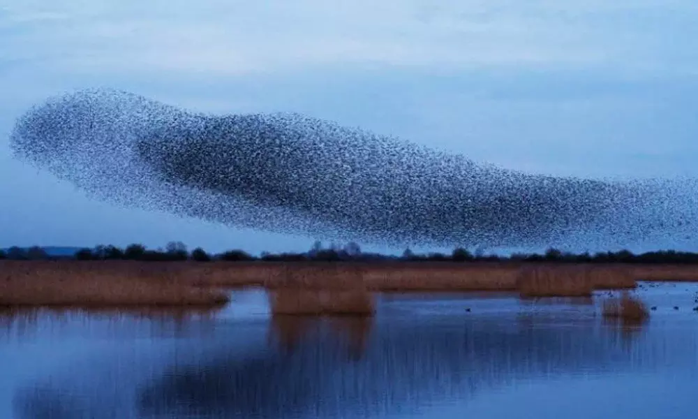 Huge Numbers Of Birds Have Disappeared Across Europe Over Past 40 Years