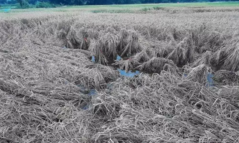 Paddy crop damaged in Mokshagundam village of Giddalur mandal on Friday