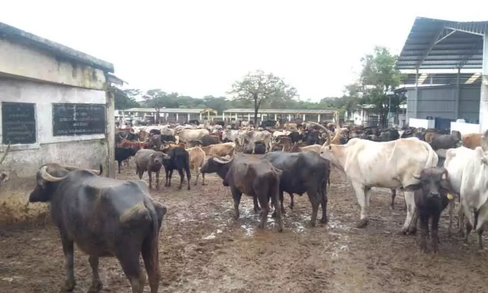 Cattle in Pinjarapole soak in  rain, spend sleepless nights