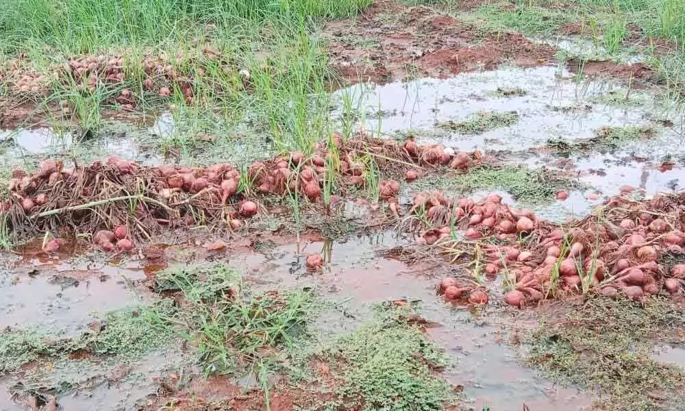 Paddy, onion crops damaged due to heavy rain in Kurnool district
