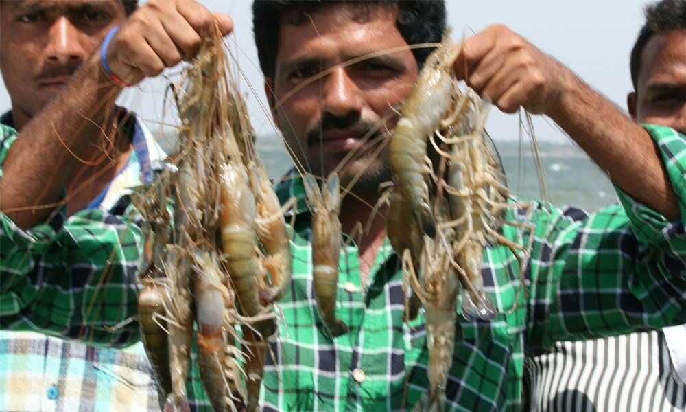 research paper on prawn farming