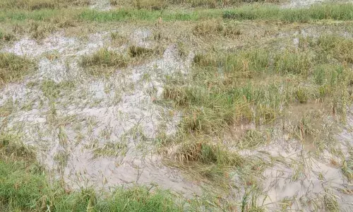 The damaged paddy crops in East Godavari district on Friday