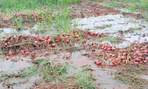 Paddy, onion crops damaged due to heavy rain in Kurnool district