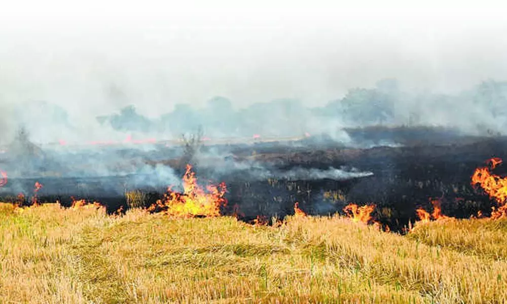 Incentivising farmers a solution to water down farm fire practice