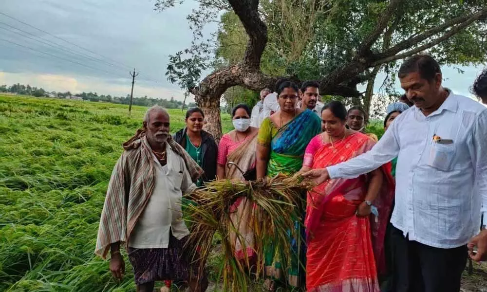 Farmers showing discoloured paddy to Joint Director of Agriculture M Vijaya Bharati in Tsunduru mandal of Guntur district on Sunday
