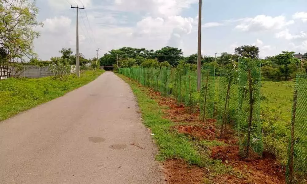 Jalpally municipality crossed the mark of 89,000 saplings