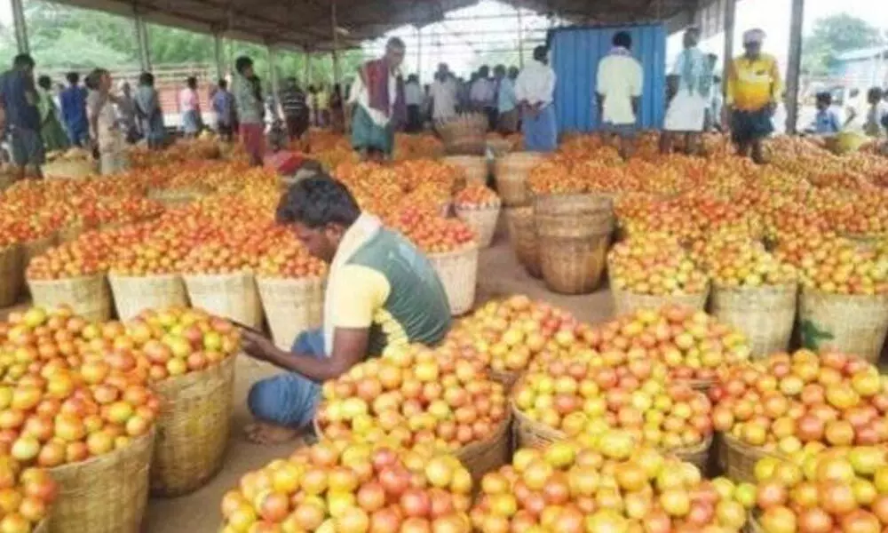 Tomato price skyrockets in Kurnool district