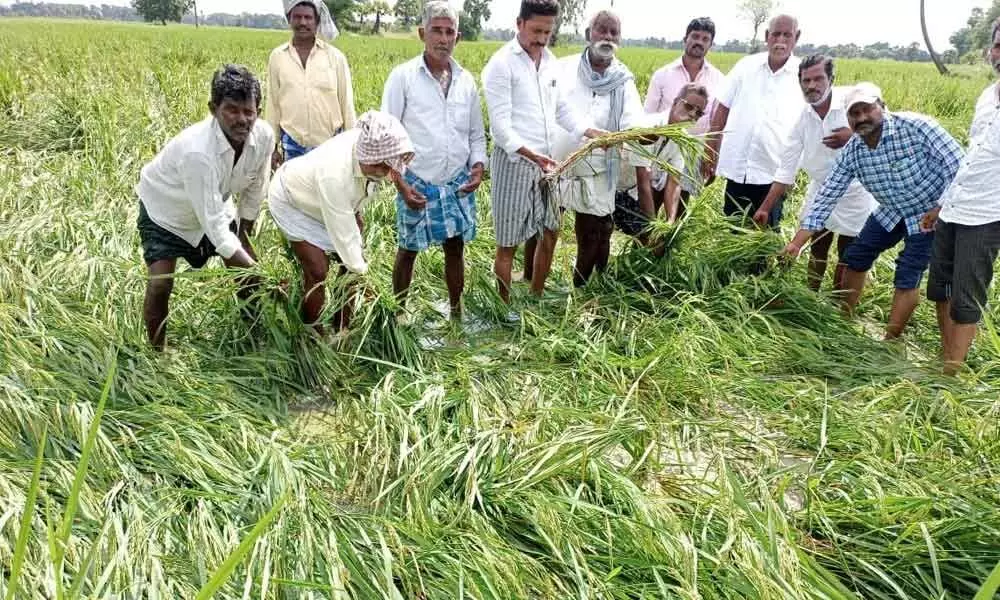 Paddy crop damaged due to heavy rain in Bapatla mandal of Guntur district