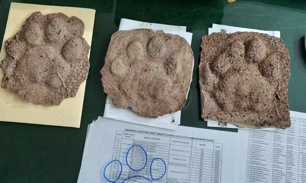 The tiger pugmarks that were identified by the Forest department officials at Kannapuram forest area, Papikondalu National Park in West Godavari district
