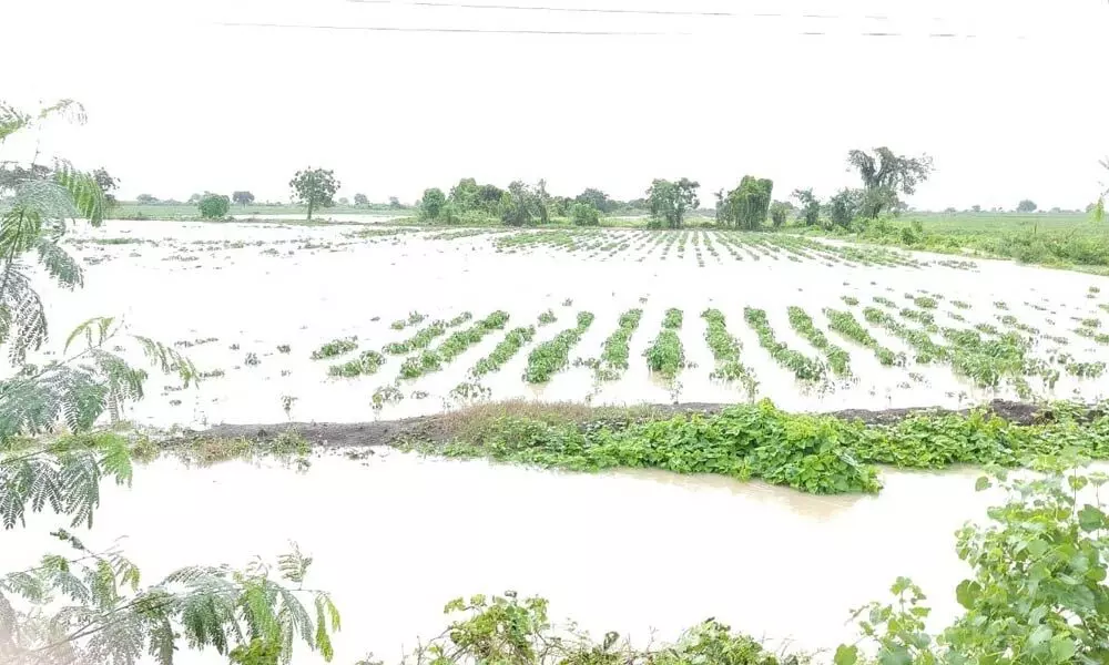 Chilli fields under water during recent rains in Guntur district (file picture)