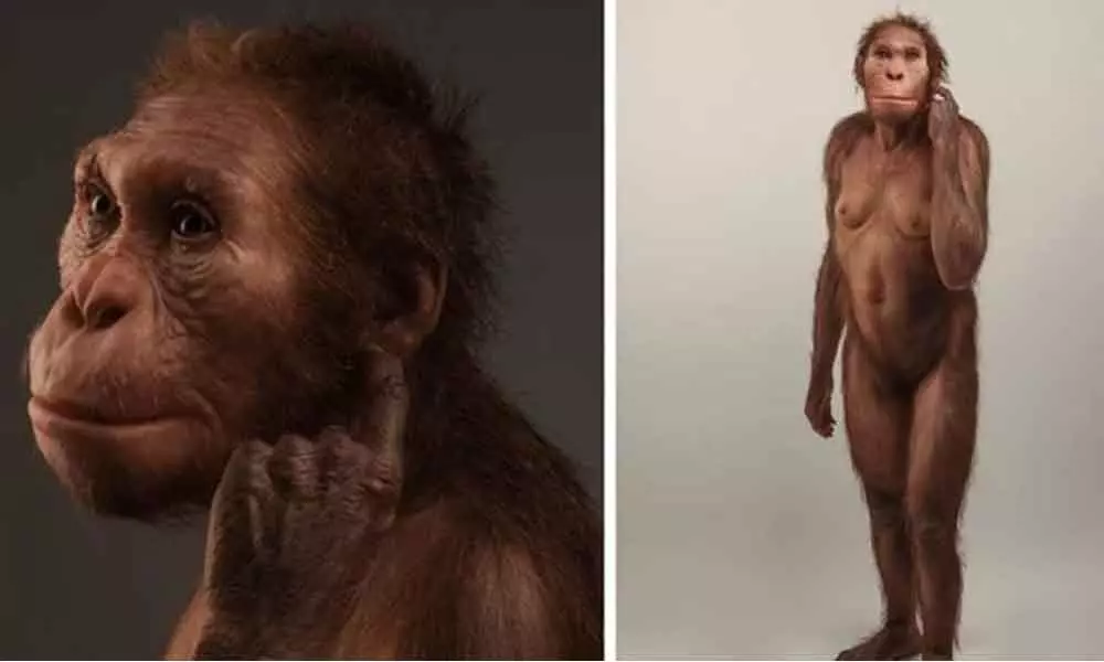 Life reconstruction of Australopithecus sediba. (Elisabeth Daynes/S. Entressangle)