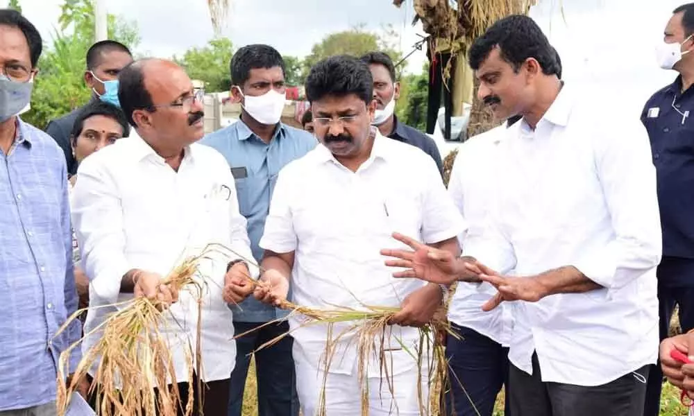 District in-charge minister A Suresh inspecting damaged crops in Rachapalle village on Wednesday.