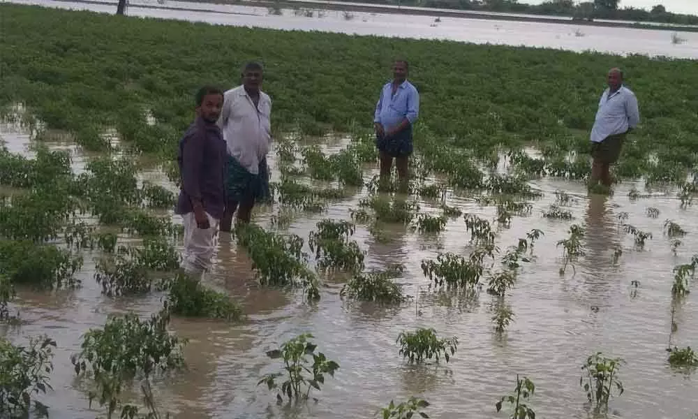 Chilli gardens inundated in Guntur district due to recent heavy rains