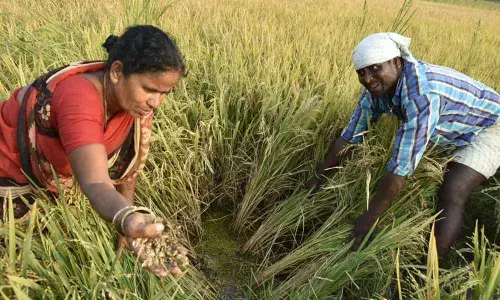 With failed Mission Paddy: Farmers left in quandary