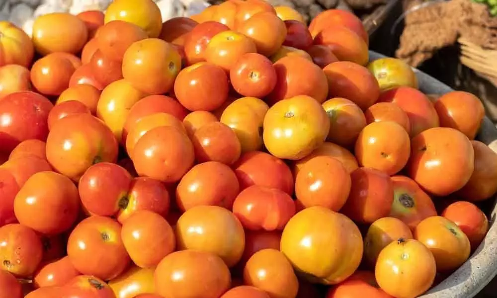 Costly tomatoes bleed household budget