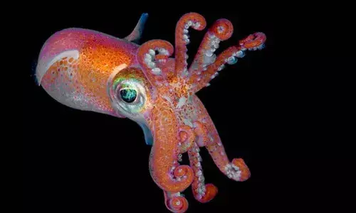 A common bobtail squid (Sepietta oweniana). (SeaTops/Getty Images)