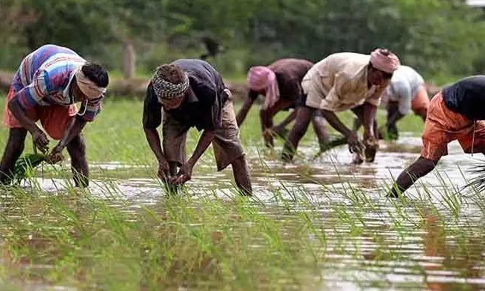 Farmers at a loss over alternative crops
