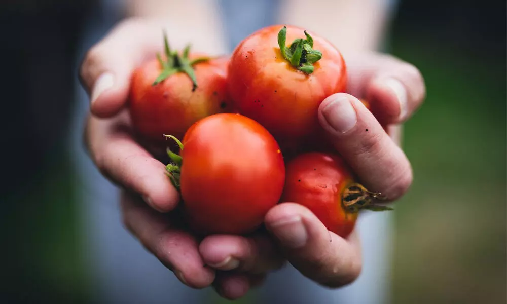 Alternatives for tomatoes make way into kitchens