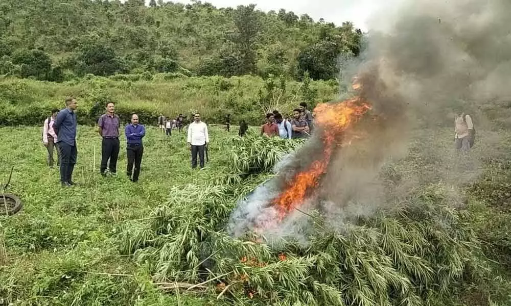 Ganja crop being destroyed in Agency area in Visakhapatnam