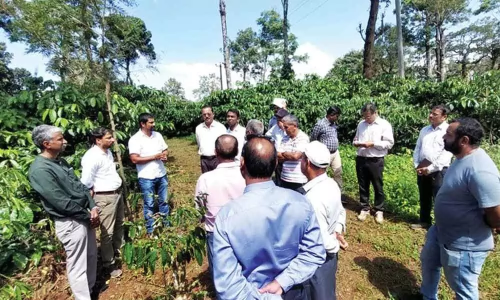 Rain plays havoc with coffee growers in three districts