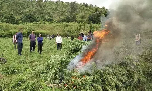 Ganja crop being destroyed in Agency area in Visakhapatnam