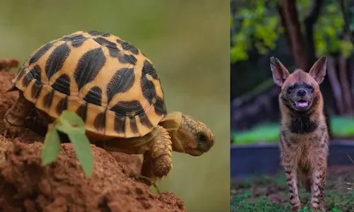 IGZP receives new species as a part of animal exchange programme from National Zoological Park, New Delhi