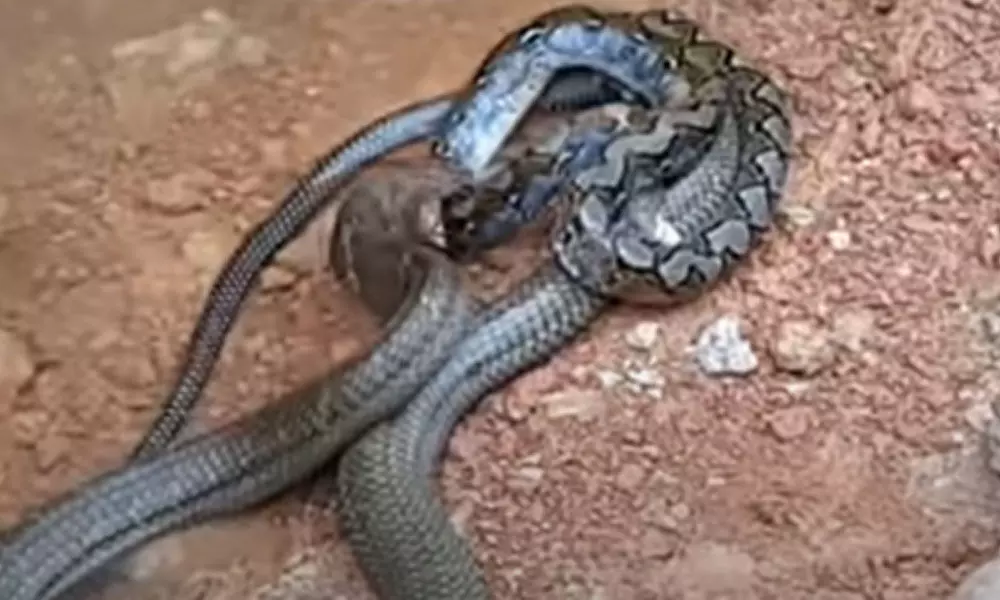 Watch The Trending Video Of A King Cobra  And A Python Fighting Ferociously