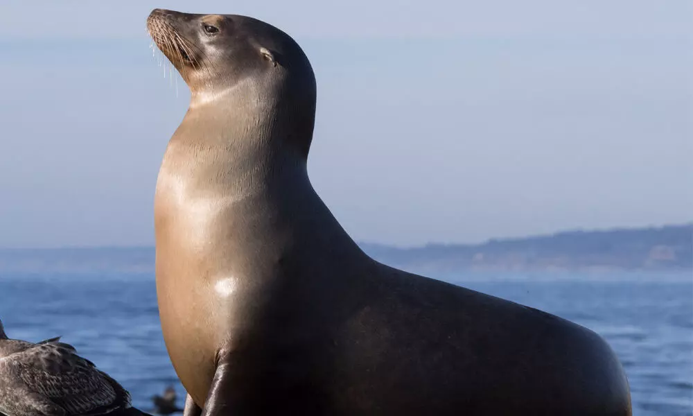 Sea Lions Allow Them To Interact With The World Around Them