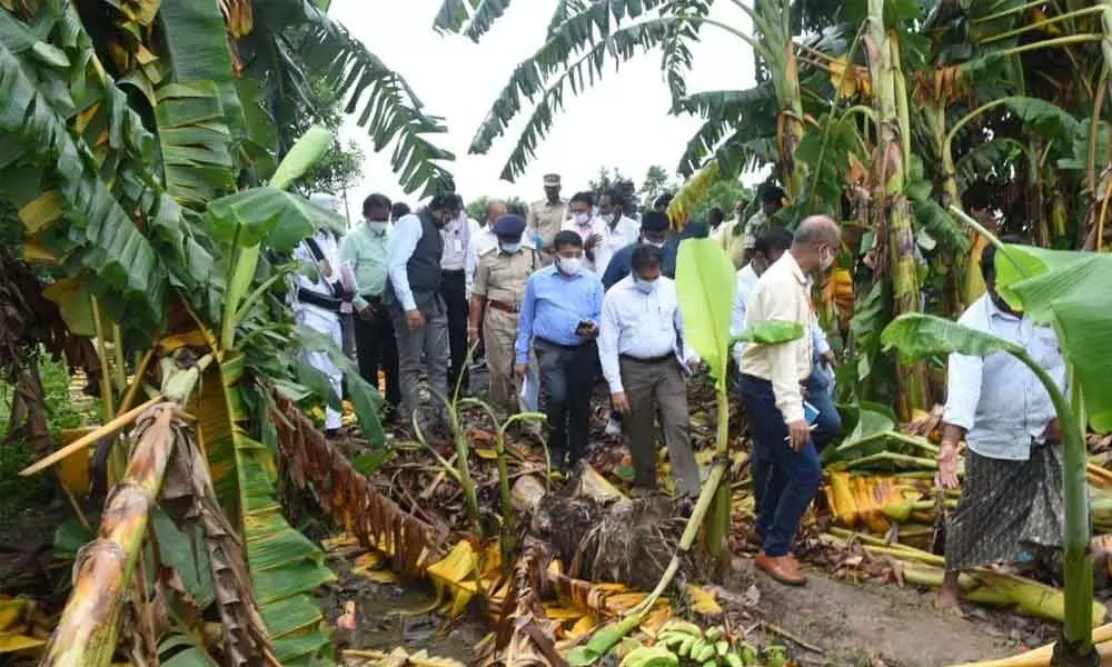 Central team members observing a damaged banana crop at Gangapatnam in Nellore district on Sunday