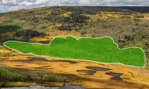 Scientists Shows The Worlds Largest Organism Is Gradually Being Consumed