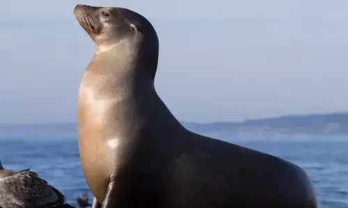 Sea Lions Allow Them To Interact With The World Around Them