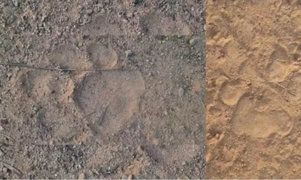 Tiger pugmarks spotted in Mulugu
