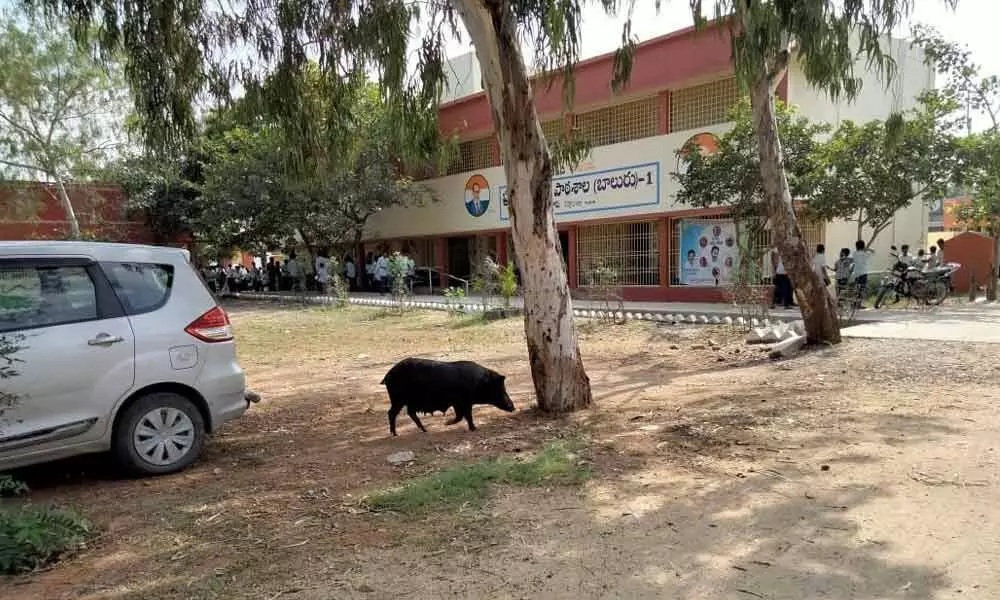 A pig spotted roaming on the Alur government school premises