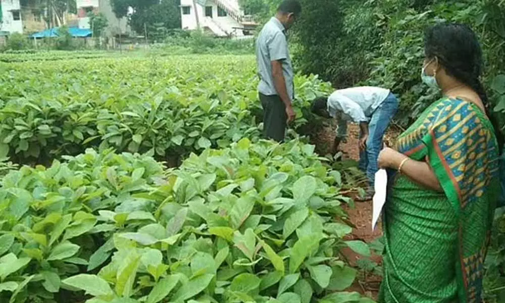Agriculture department officials inspecting the tree saplings meant for disbursal to farmers, at a nursery of the Forest department in Thanjavur