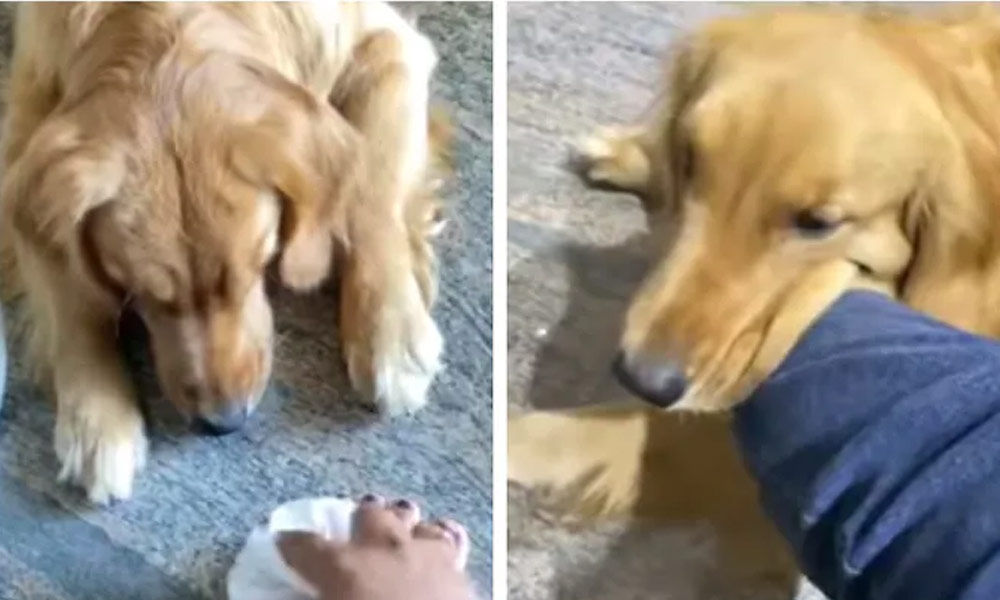 Watch The Trending Video Of A Dog Taking Care Of The Owner's Sprained Foot