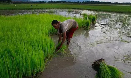 Inundated paddy crop in Anantapur