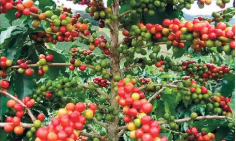 arabica-coffee-price-hits-all-time-high-of-rs-15-100-per-50-kg-bag