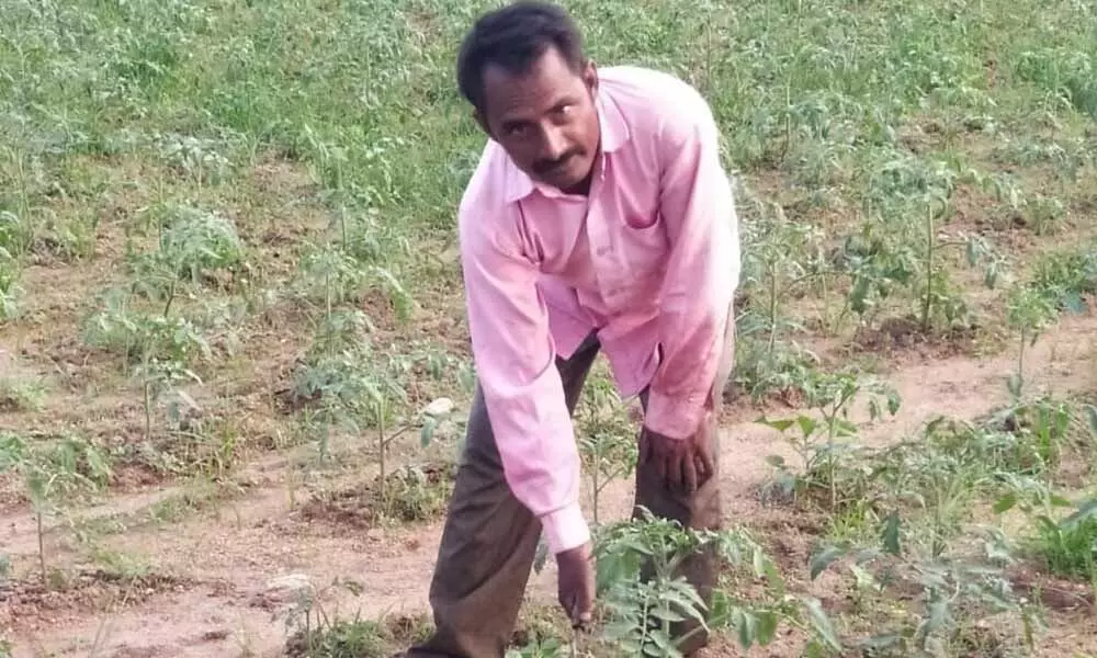 Farmer Ravi Naik in his tomato field