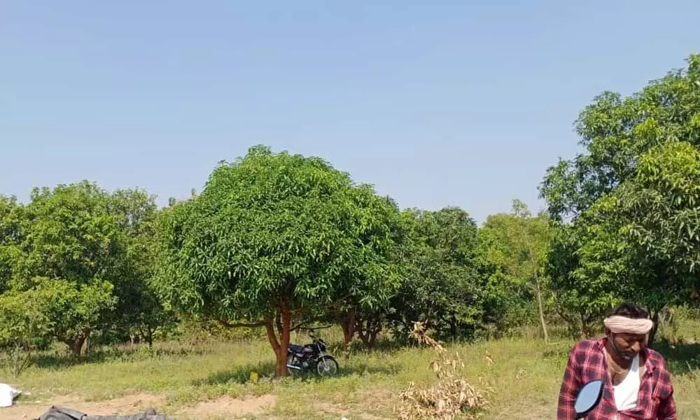Mango orchard in Nizamabad