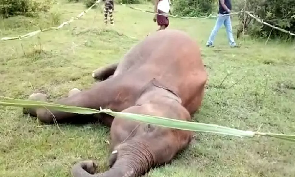 elephants electrocuted in Tamil Nadu