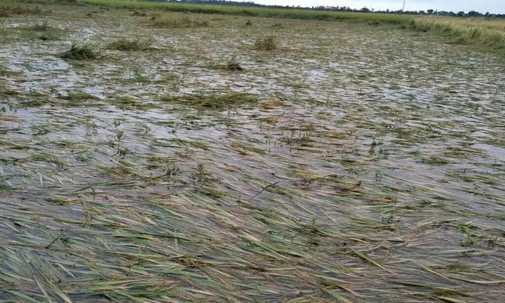 Rains damage crops in 11,368 hectare in Chittoor