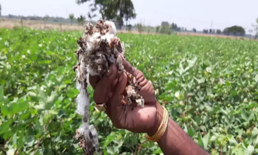 Heavy rains cause huge losses to cotton farmers in Tamil Nadu
