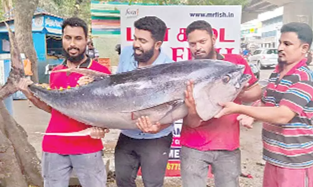 Giant 86 kg fish at city outlet attracts curious onlookers