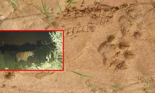 Telangana: Tiger on prowl in Peddapalli district