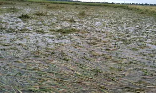 Rains damage crops in 11,368 hectare in Chittoor